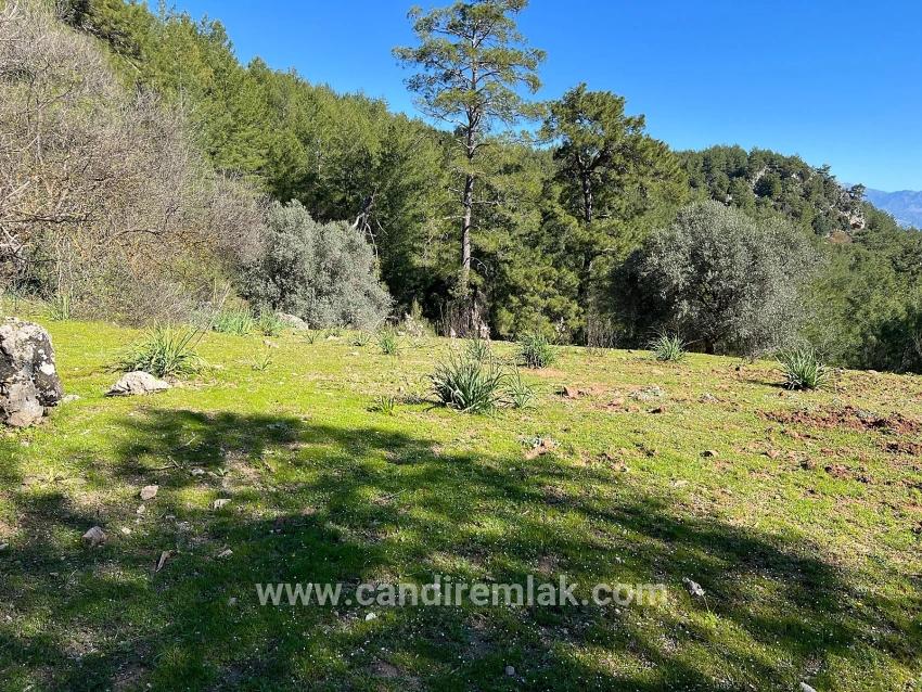 Gökbel'de Doğa Ve Orman İçerisinde Satılık Tarla