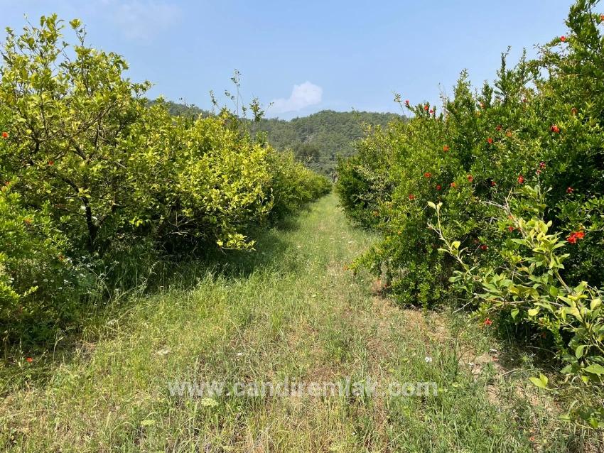 Gökbel'de İztuzu Plajı Yoluna Sıfır 7800m2 Satılık Arazi