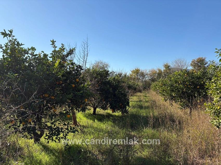 Dalyan'da 4.541m2 Satılık Bahçe