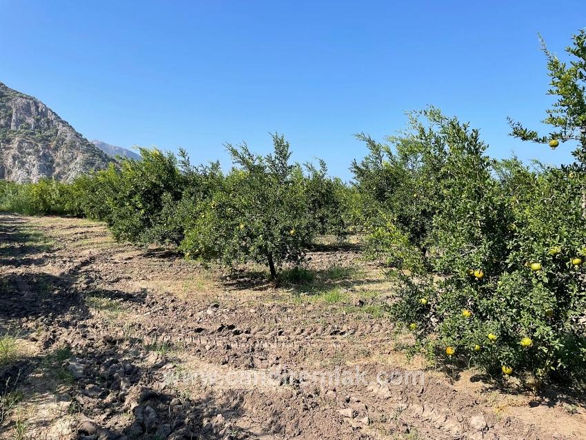 Dalyan Arıkbaşı Gerendüzü Mevkiinde 10,000m2 Satılık Nar Bahçesi