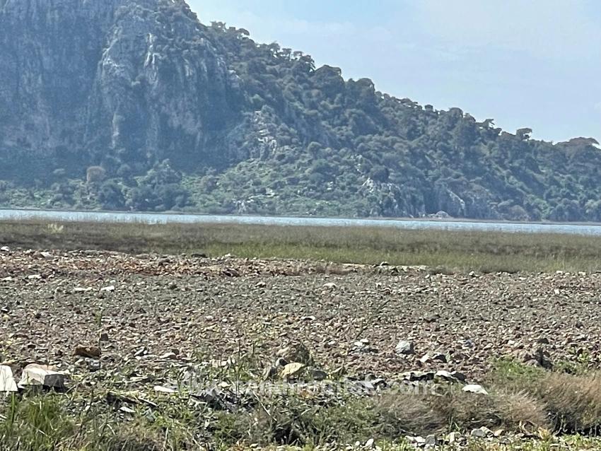 Dalyan İztuzu Plaj Yoluna Sıfır 19.600m2 Satılık Tarla