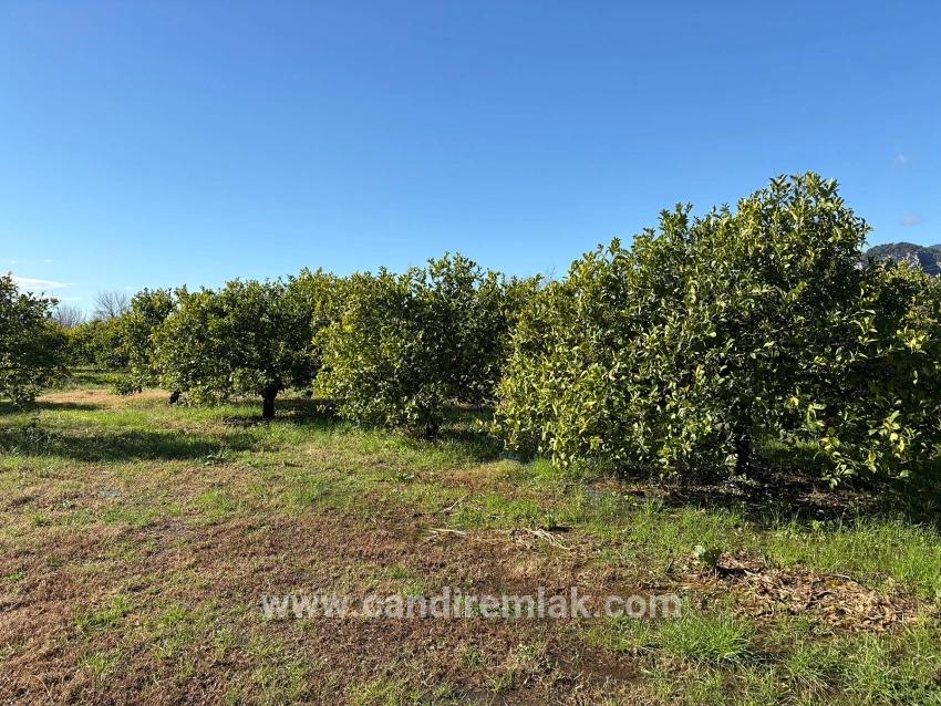 Dalyan'da 16.500m2 Satılık Limon Bahçesi