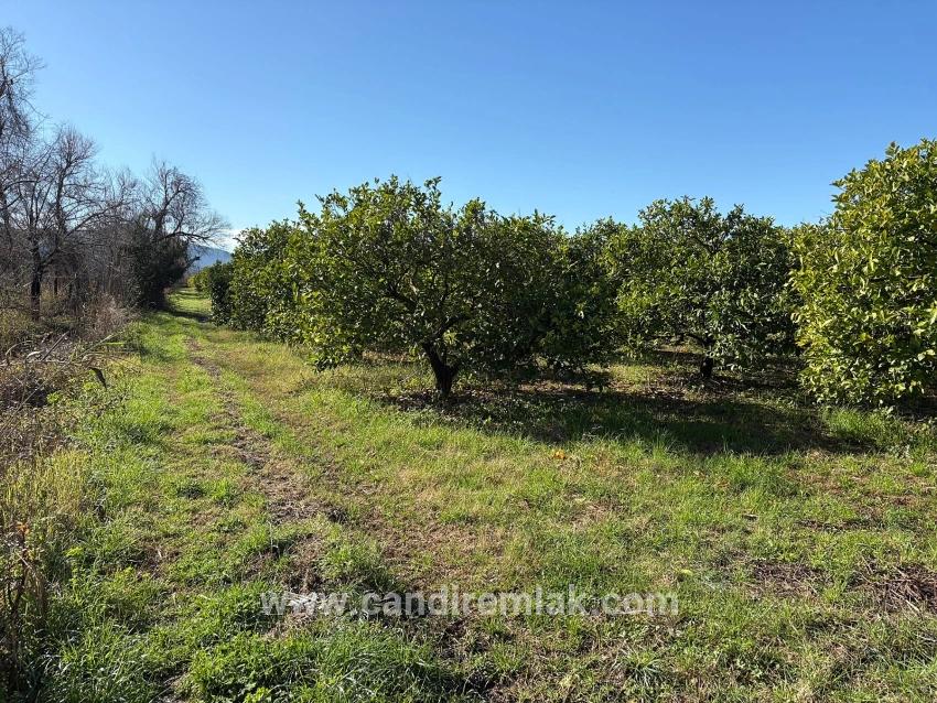 Dalyan'da 16.500m2 Satılık Limon Bahçesi