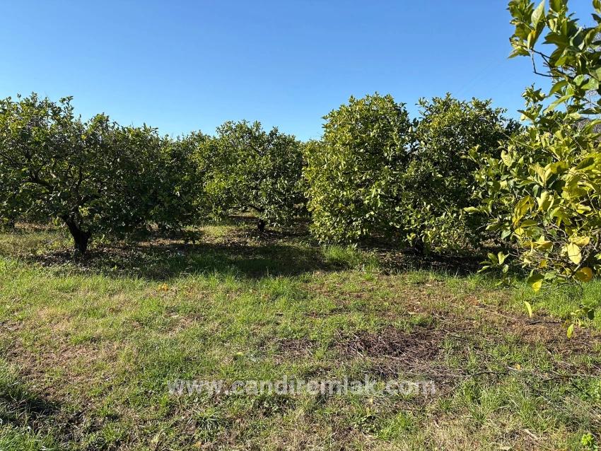 Dalyan'da 16.500m2 Satılık Limon Bahçesi