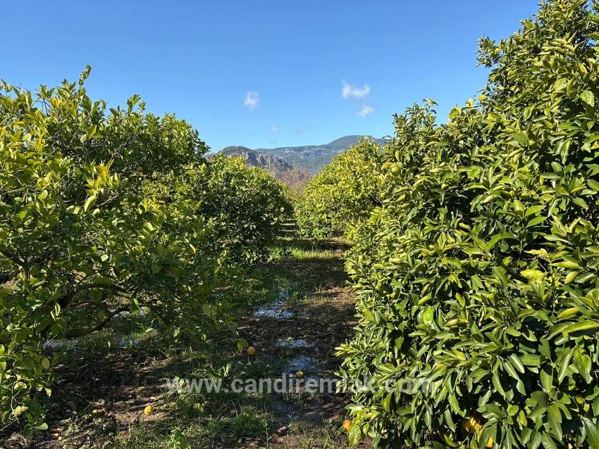 Ortaca Dalyan Mah. Satılık Tarla - Tarla İmar Durumlu - 16.500 m²