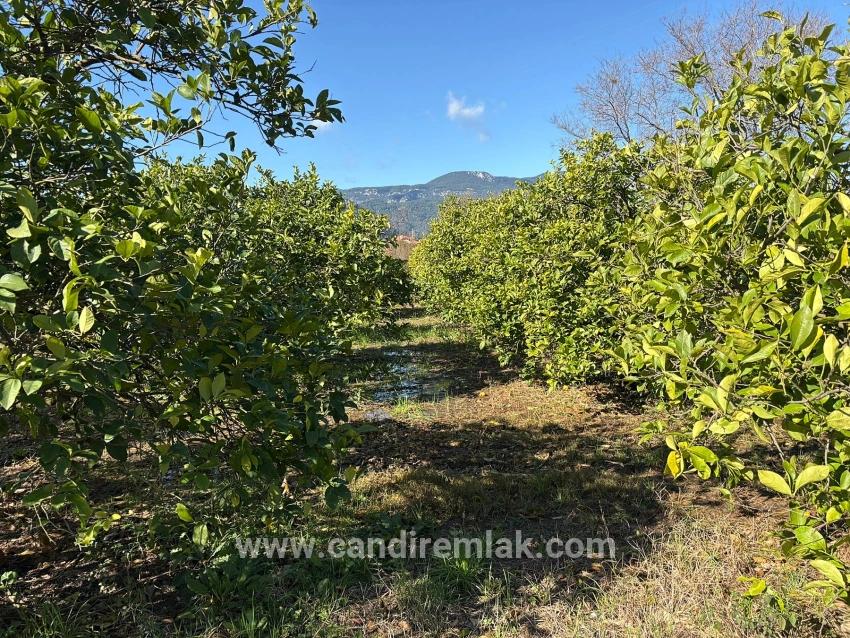 Dalyan'da 16.500m2 Satılık Limon Bahçesi