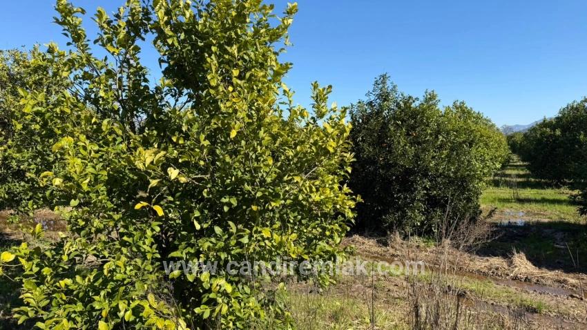 Okçular Marmarlı'da 2.218m2 Satılık Arsa