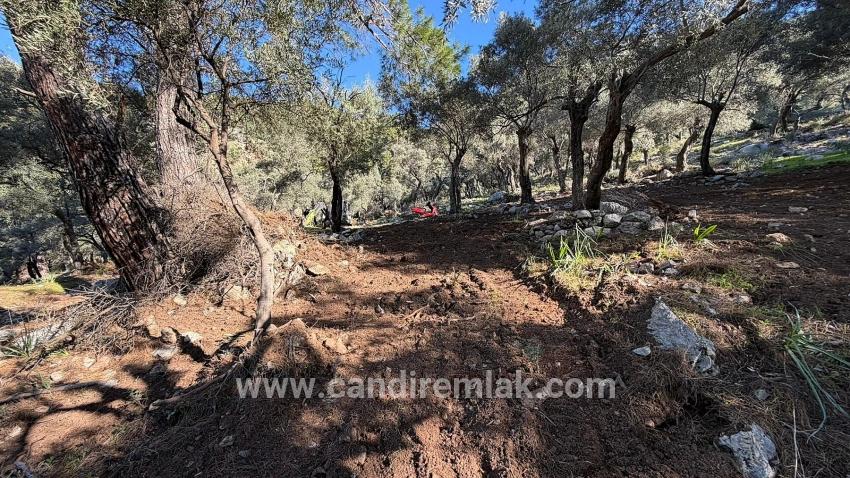 Çandır'da Full Deniz Manzaralı 5715m2 Satılık 2b Tarla