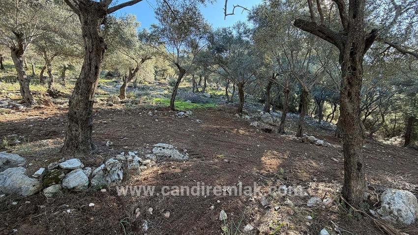 Köyceğiz Çandır Mah. Satılık Tarla - Konut İmar Durumlu - 5.715 m²