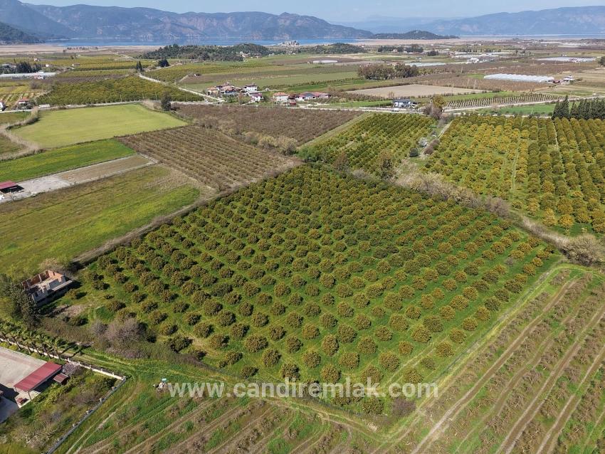 Ortaca Dalyan Mah. Satılık Bağ & bahçe - Bağ & bahçe İmar Durumlu - 17.550 m²