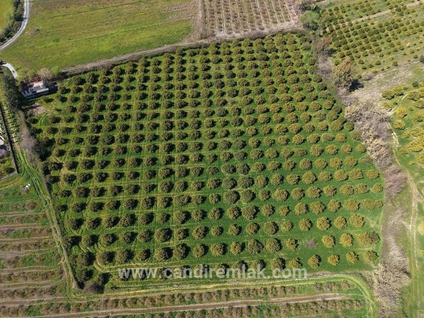 Dalyan Merkeze Yakın 17.550m2 Satılık Bağ-bahçe