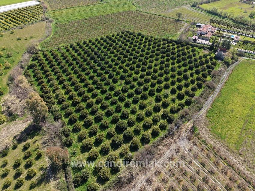 Dalyan Merkeze Yakın 17.550m2 Satılık Bağ-bahçe