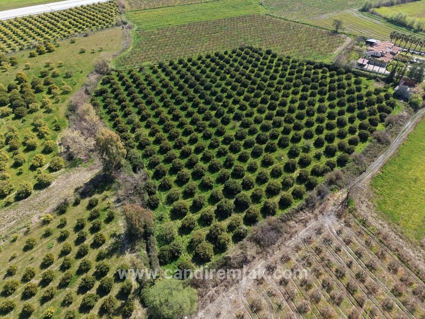 Dalyan Merkeze Yakın 17.550m2 Satılık Bağ-bahçe
