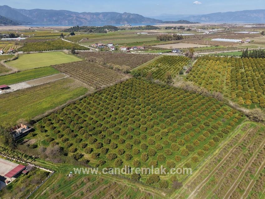 Dalyan Merkeze Yakın 17.550m2 Satılık Bağ-bahçe
