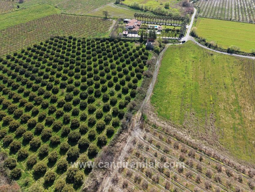 Dalyan Merkeze Yakın 17.550m2 Satılık Bağ-bahçe