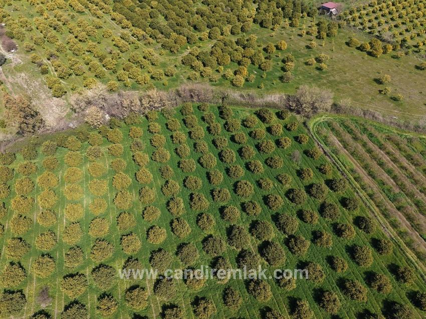 Dalyan Merkeze Yakın 17.550m2 Satılık Bağ-bahçe