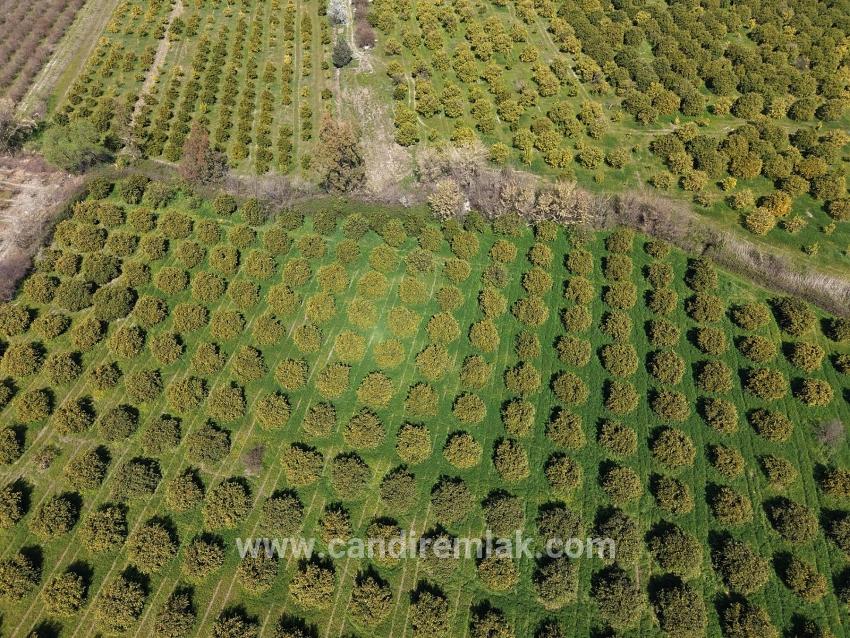 Dalyan Merkeze Yakın 17.550m2 Satılık Bağ-bahçe