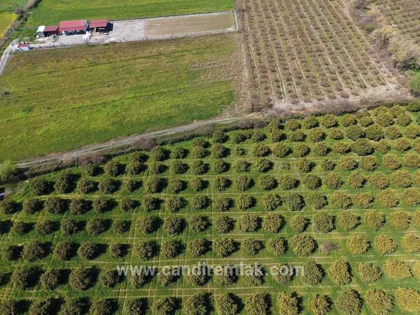 Dalyan Merkeze Yakın 17.550m2 Satılık Bağ-bahçe