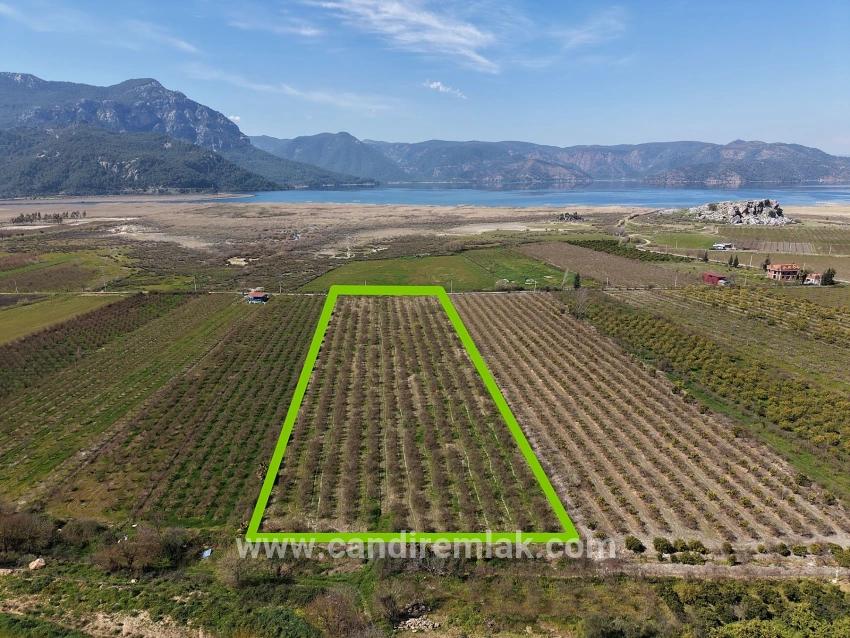 Eskiköy'de Göl Manzaralı 16.710m2 Satılık Nar Bahçesi