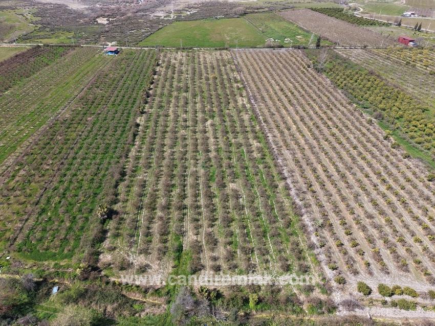 Eskiköy'de Göl Manzaralı 16.710m2 Satılık Nar Bahçesi