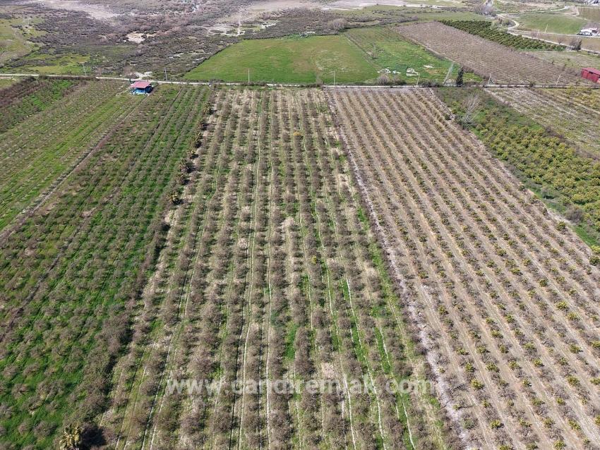 Eskiköy'de Göl Manzaralı 16.710m2 Satılık Nar Bahçesi
