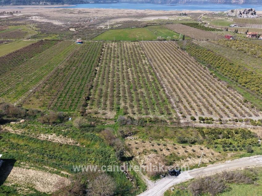 Eskiköy'de Göl Manzaralı 16.710m2 Satılık Nar Bahçesi