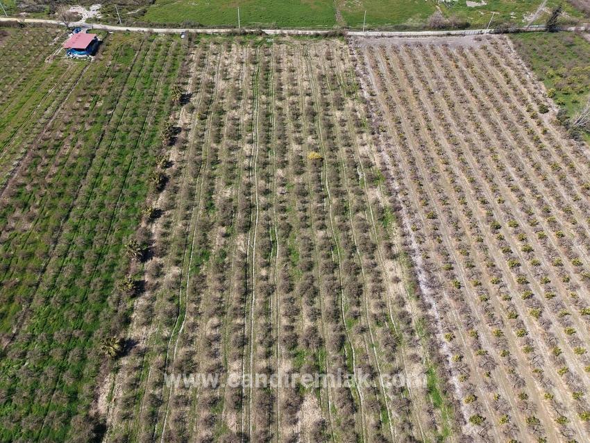 Eskiköy'de Göl Manzaralı 16.710m2 Satılık Nar Bahçesi