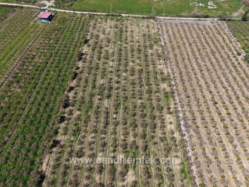 Eskiköy'de Göl Manzaralı 16.710m2 Satılık Nar Bahçesi