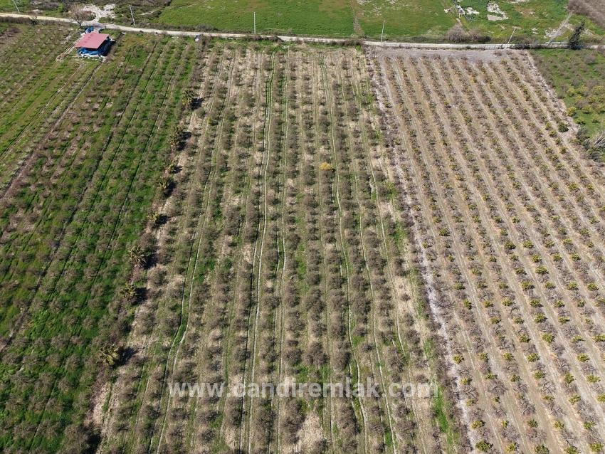 Eskiköy'de Göl Manzaralı 16.710m2 Satılık Nar Bahçesi