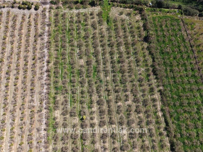 Eskiköy'de Göl Manzaralı 16.710m2 Satılık Nar Bahçesi