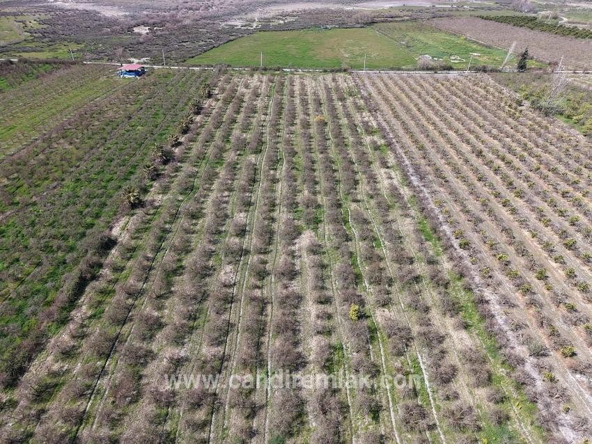 Eskiköy'de Göl Manzaralı 16.710m2 Satılık Nar Bahçesi