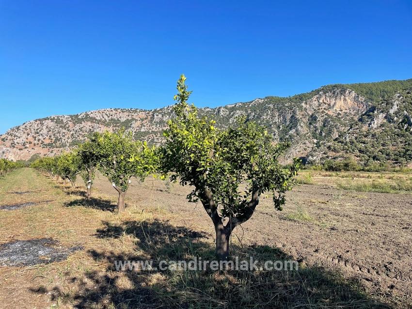 Dalyan'da Merkeze Yakın 6600m2 Satılık Tarla