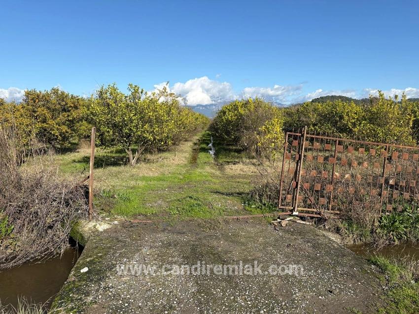 Tepearası'nda 23000m2 Müstakil Satılık Tarla