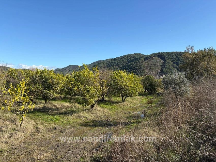 Tepearası'nda 23000m2 Müstakil Satılık Tarla