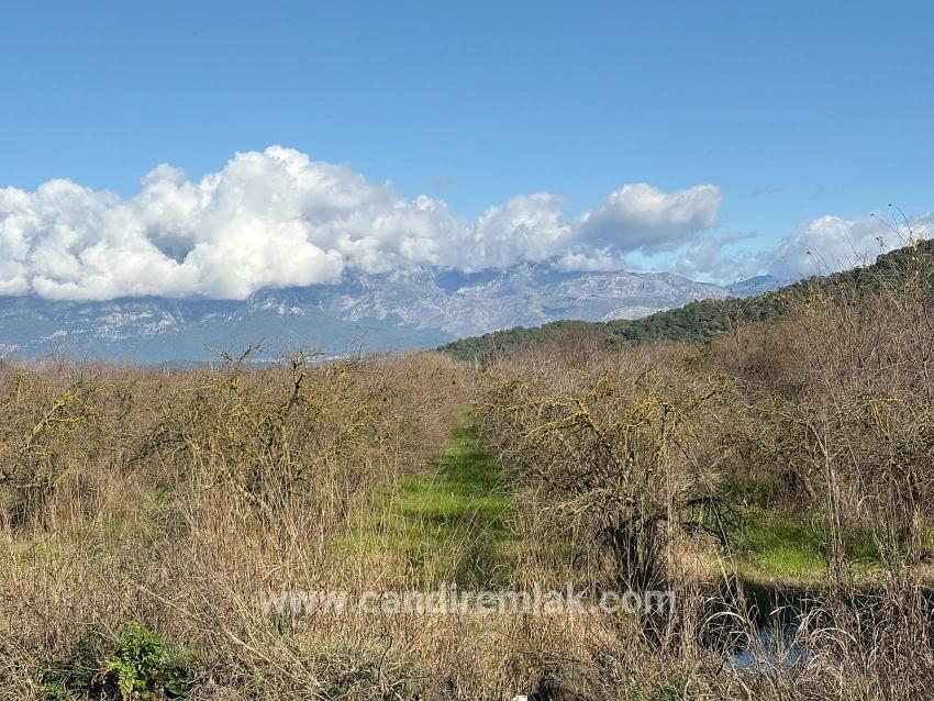 Tepearası'nda 23000m2 Müstakil Satılık Tarla