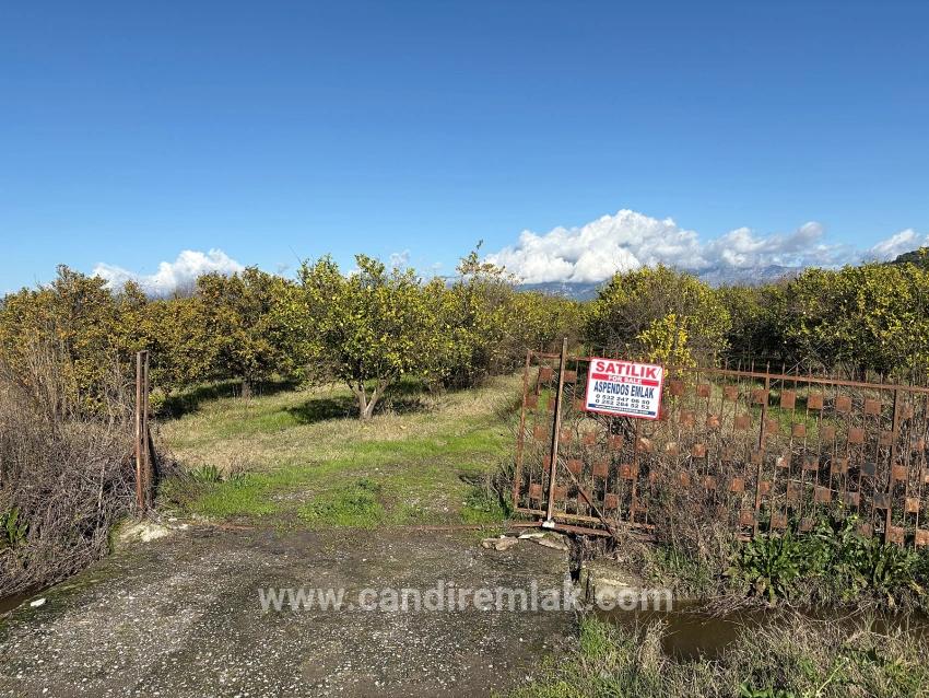 Tepearası'nda 23000m2 Müstakil Satılık Tarla