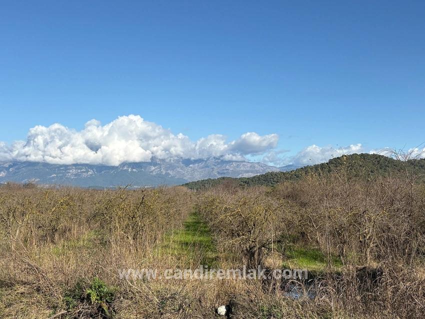 Tepearası'nda 23000m2 Müstakil Satılık Tarla