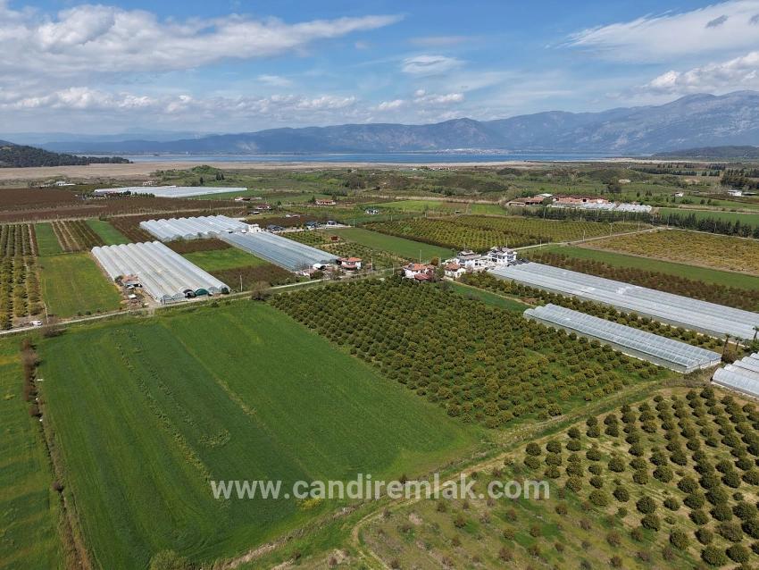 Eskiköy'de 16000m2 Satılık Nar Bahçesi