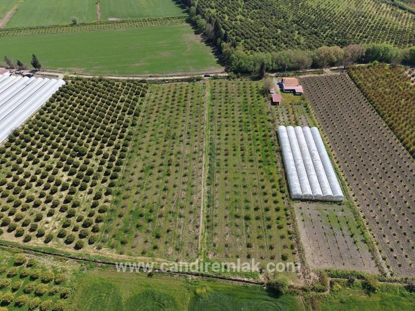 Eskiköy'de 16000m2 Satılık Nar Bahçesi