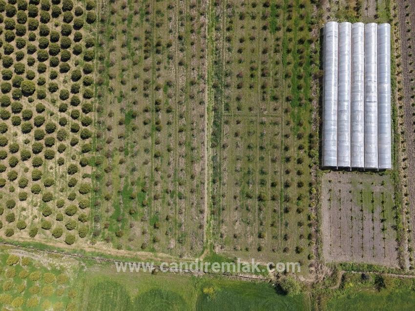 Eskiköy'de 16000m2 Satılık Nar Bahçesi
