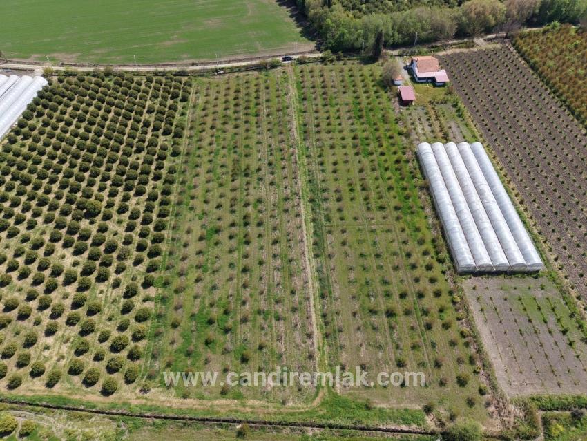 Eskiköy'de 16000m2 Satılık Nar Bahçesi