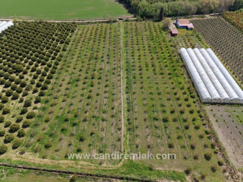 Eskiköy'de 16000m2 Satılık Nar Bahçesi