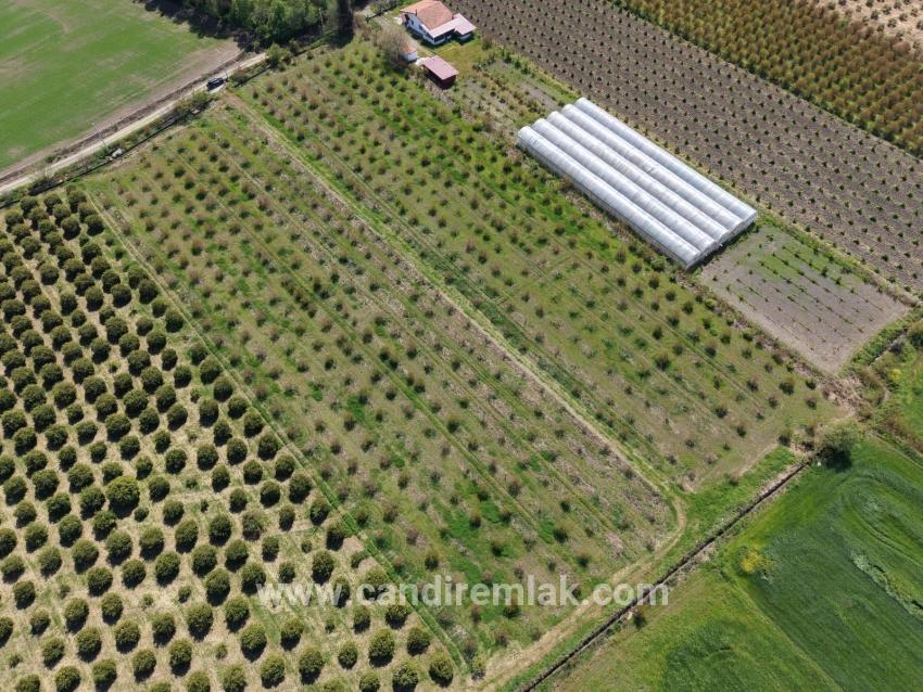 Eskiköy'de 16000m2 Satılık Nar Bahçesi