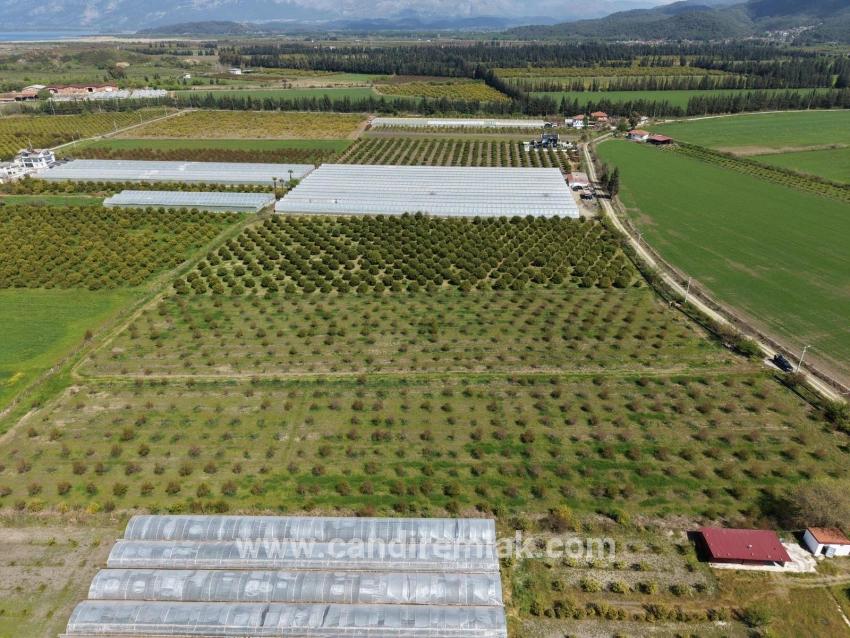 Eskiköy'de 16000m2 Satılık Nar Bahçesi