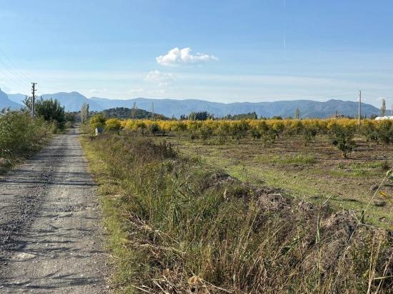Eskiköy'de 21500m2 Satılık Nar Bahçesi