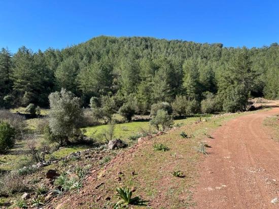 Gökbel'de Doğa Ve Orman İçerisinde Satılık Tarla