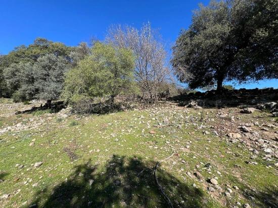 Gökbel'de Doğa Ve Orman İçerisinde Satılık Tarla