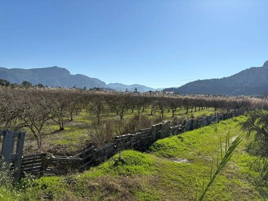 Dalyan'da Bağ Bahçe Olarak 5985m2 %5 İmarlı Satılık Arsa