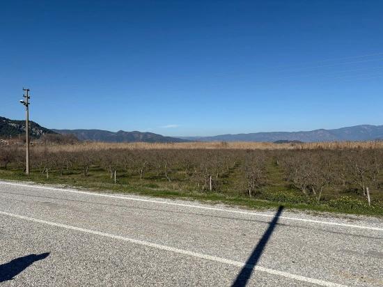 Dalyan'da Bağ Bahçe Olarak 5985m2 %5 İmarlı Satılık Arsa