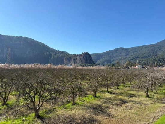 Dalyan'da Bağ Bahçe Olarak 5985m2 %5 İmarlı Satılık Arsa